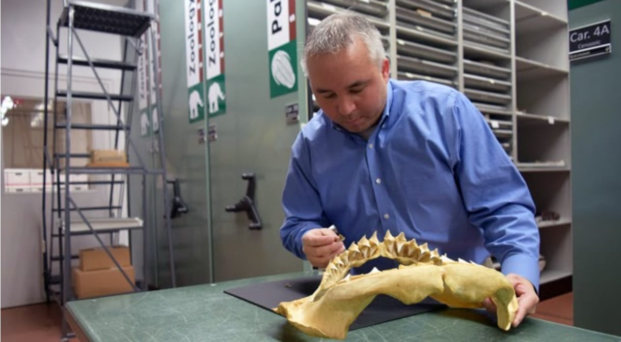 Man with grey short hair in a blue shirt examining shark jaw in a museum storage