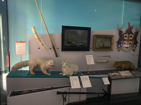 Natural history collections at the National Maritime Museum showing items and animals from the arctic regions