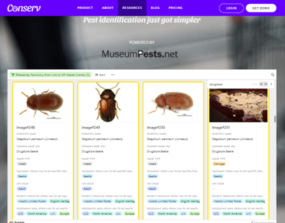 Screenshot of Museumpests.net database showing different types of beetles and the damage they cause