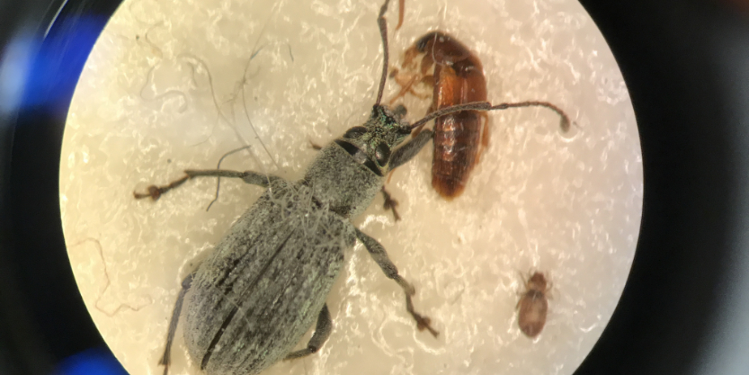 A weevil, cockroach and smaller unidentified insect under the microscope