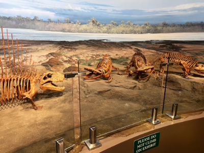 View of the new glass pane barriers on the edge of the brown platform of the Permian diorama. The three skeleton replicas can be seen behind the barrier.