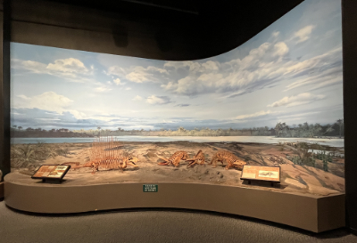Open diorama of a Permian landscape with blue skies and clouds. In the foreground, three skeleton replicas and labels for visitors. The whole diorama is on a brown platform plinth at seating level height.