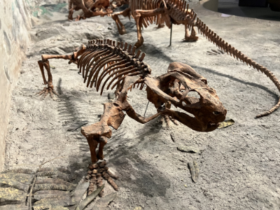 Image from the front of the reconstructed skeleton repplica of a Dicynodont at The Mountain America Museum of Ancient Life.