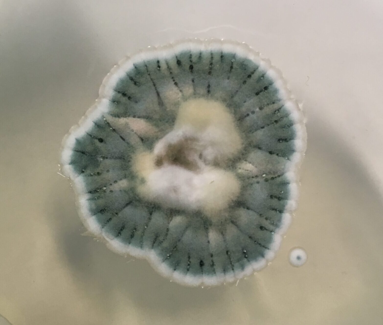 Aspergillus versicolor mold colony growing on agar media in laboratory conditions, showing characteristic blue-green circular growth pattern