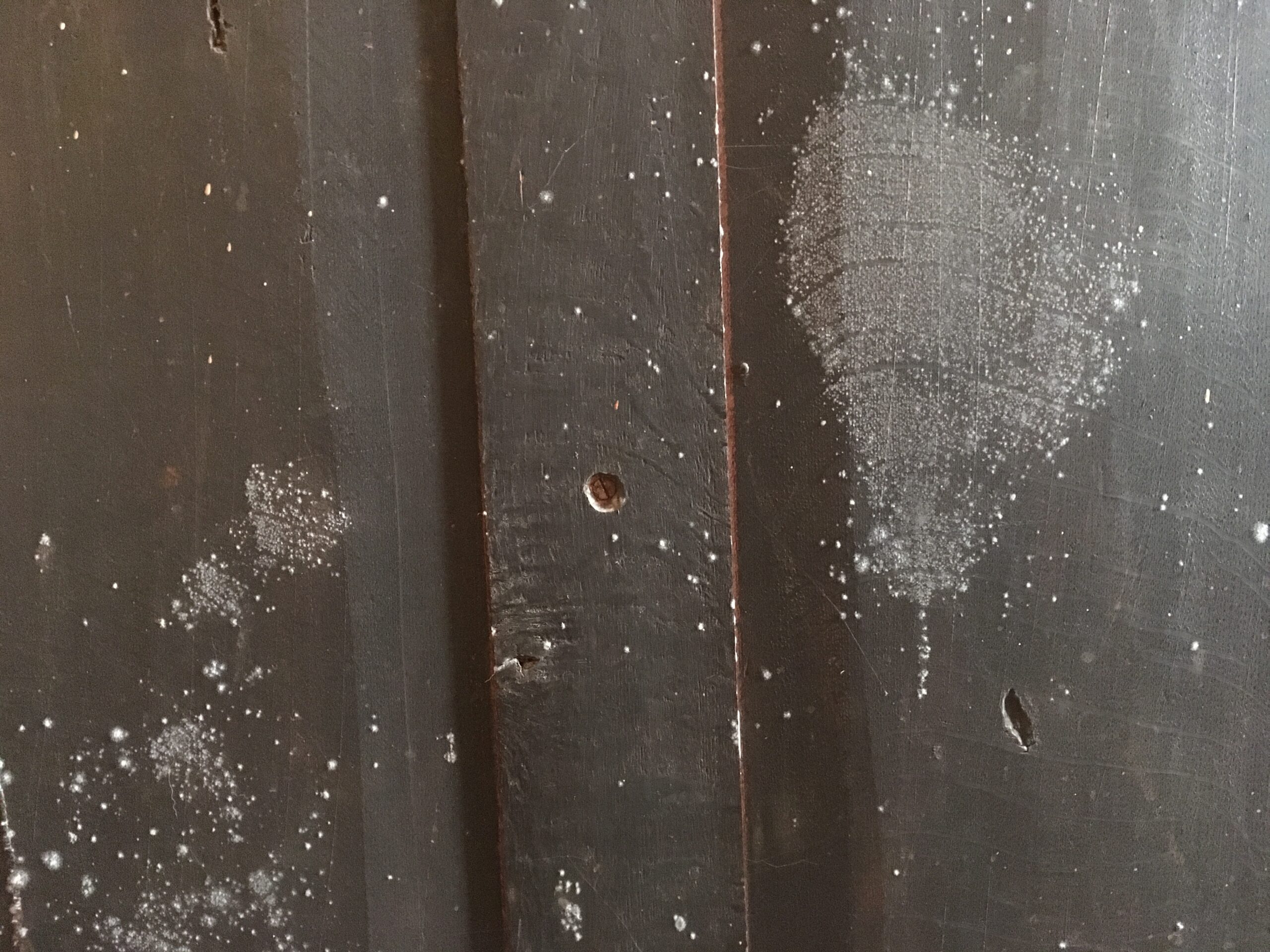 White mold spore colonies scattered across the dark wooden back panels of furniture, showing early-stage fungal growth