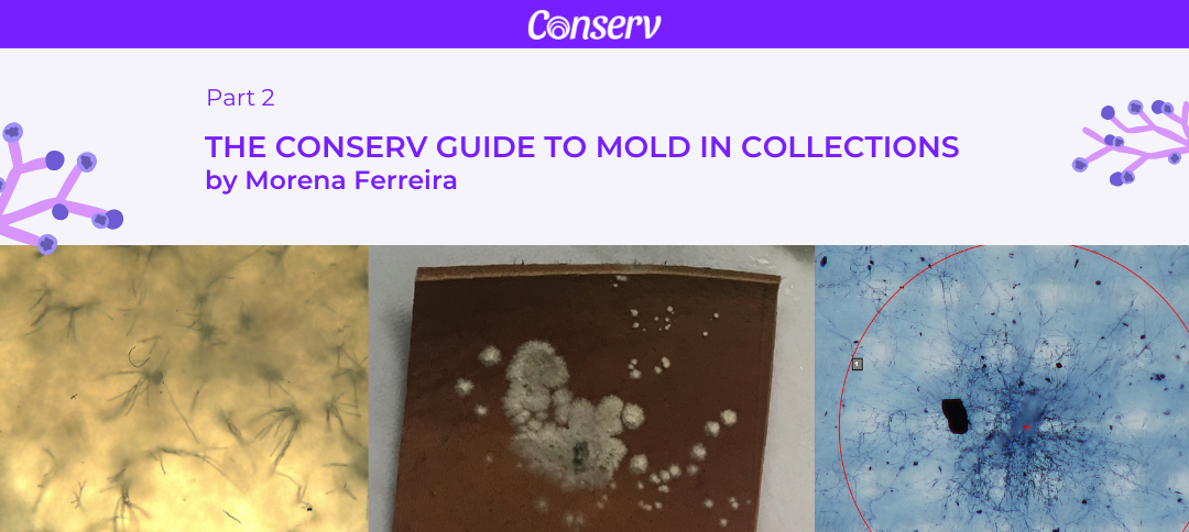 Part II of “A Conserv Guide to Mold in Collections”